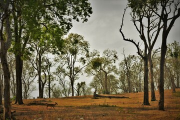 The forest where man and animals confronts, save nature, save nature, save forest, save wild animals, care other's feeling