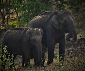 Mother and baby elephants 