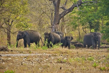 The beauty of forest with a herd of elephants, muthumalai tiger reserve, Tamilnadu, India