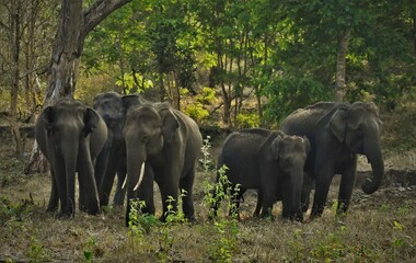 A herd of elephants in the forest, Muthumalai