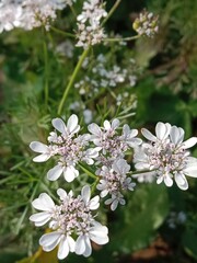 Flower of the coriandrum sativum l in garden or flower of the cilantro or Chinese parsley flower