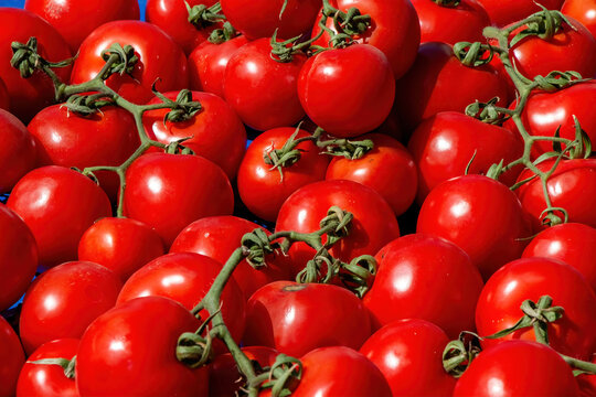 Delicious fresh red tomatoes in Summer tray market agriculture farm full of organic