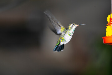 Fototapeta premium Hummingbird sucking nectar from a flowe, in the gardenr