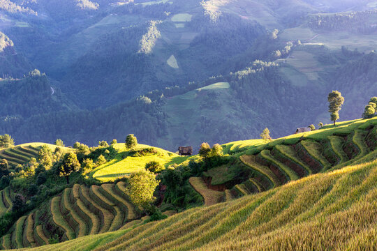 Rice fields on terraced of Mu Cang Chai, YenBai, Vietnam.