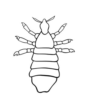 Vector isolated illustration of louse. Human louse. The problem of pediculosis.