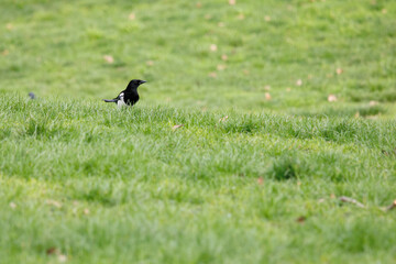 Pie bavarde dans l'herbe du parc Monceau