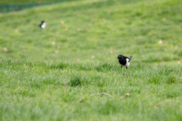 Pies bavardes dans l'herbe du parc Monceau