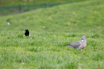 Une pie bavarde et un pigeon dans l'herbe du parc Monceau