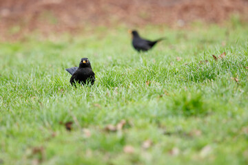 Merles noirs dans l'herbe du parc Monceau