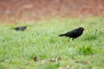 Merles noirs dans l'herbe du parc Monceau
