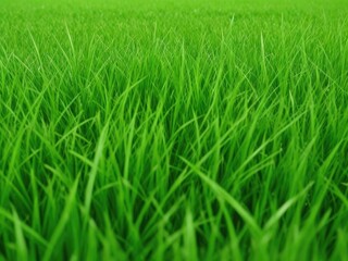 The texture of green grass covers the entire screen without unnecessary elements.