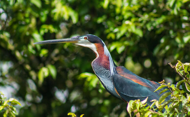 Agami Heron 