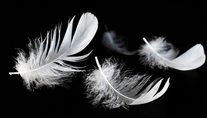 group of light soft fluffy a white feathers flolating in the dark black ground abstract feather freedom floating