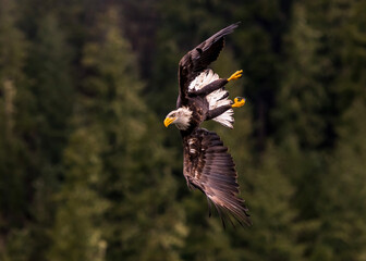 Hunting