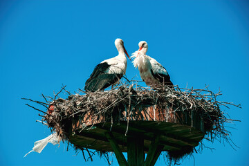Storks nesting in the village of Eskikaraagac, Bursa