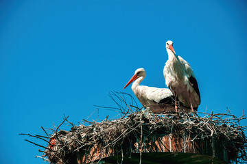 Storks nesting in the village of Eskikaraagac, Bursa