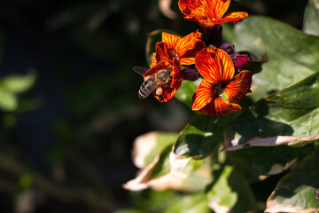Flying honey bee collecting pollen at yellow flower.