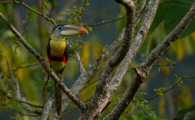 Curl-crested Araçari 