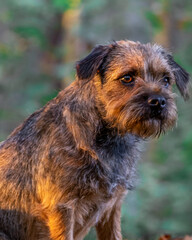 a shaggy dog is sitting in the grass on a log