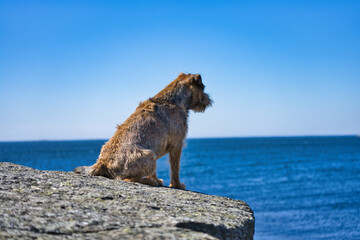 the dog sits on a large rock overlooking the ocean with the water visible in the - Powered by Adobe