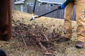 Bush Tree Shrub Branch Trimmings Yard Work With Trimmer Going Into Yard Waste Bin Container,...