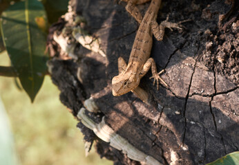 closeup of an Indian garden lizard (Calotes versicolor, 'girgit' in hindi)) waiting for prey amidst tree branches. They can change colours, which makes them camouflage well in its surroundings.