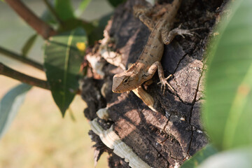 closeup of an Indian garden lizard (Calotes versicolor, 'girgit' in hindi)) waiting for prey amidst tree branches. They can change colours, which makes them camouflage well in its surroundings.