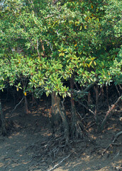 lush green branches of sundari trees (Heritiera fomes), dominant plant species the form the world's largest mangrove forest, Sundarbans (its name derived from this plant). Photographed at Sundarbans.