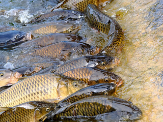 Many carps (Cyprinus) at the surface of water near the shore 