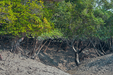 Unique, low lying tidal landscape of Sundarbans biosphere reserve, the world's largest mangrove forest that is habitat to diverse range of flora and fauna. Sundari is the dominant tree here.