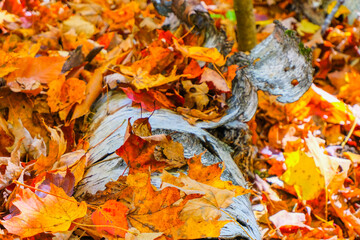 Abstract colourful nature decay beauty