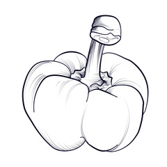 hand-drawn Bulgarian pepper vector illustration