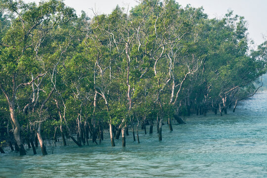 sundarbans biosphere reserve, sundari tree heritiera fomes, unesco world heritage site, submerged in water, low lying saline mudland, environment protection, botany ecosystem, tidal landscape, largest