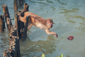 a rhesus macaque trying balancing act, as it stretches its arm for a floating palm fruit in saline water of Sundarbans Biosphere reserve, largest mangrove swamp in world. Shot near Dobanki tiger camp.