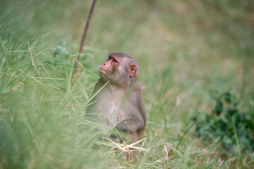 an adult female rhesus macaque sitting on grass inside Sajnekhali Wildlife Sanctuary camp. Taken at Sundarbans, the largest mangrove forest in world, habitat to large number of flora and fauna.