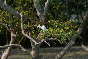 a white egret sitting on branches of sundari tree (heritiera fomes) inside swamps of Sundarbans...