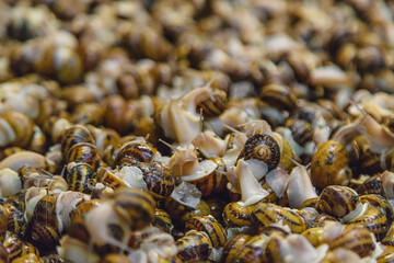 Growing escargot on a farm. Selective focus.
