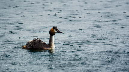 goose on the water