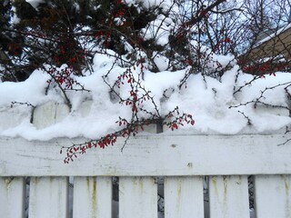  Snow covered wild barberry bush on a white wooden fence.