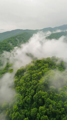 Misty clouds float low over lush tropical forest, aerial view