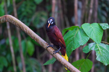 The chestnut Montezuma oropendola with its red-tipped bill seen perched on tree branch with soft focus wooded area in the background, La Fortuna, Costa Rica
