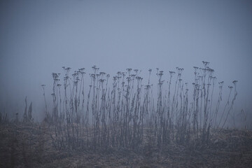 Peaceful winter morning tranquil scene with withered dry grass in thick massive fog cloud