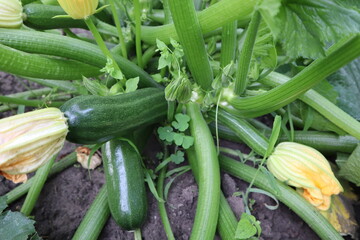 Zucchini are growing in the garden