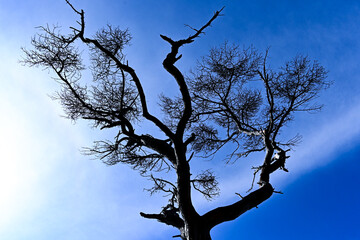 tree silhouette against blue sky