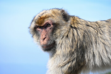 Macaque alfa look