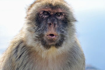 Macaque warning call