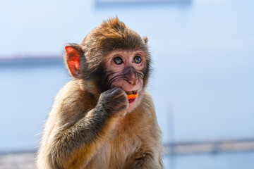 Naklejka premium Baby Macaque