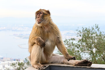 Macaque