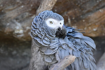 Obraz premium African Grey Parrot