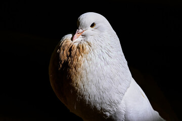 The Pouter